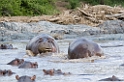 Serengeti Fldhest02
